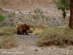 Мазаалай (пустынный бурый медведь)